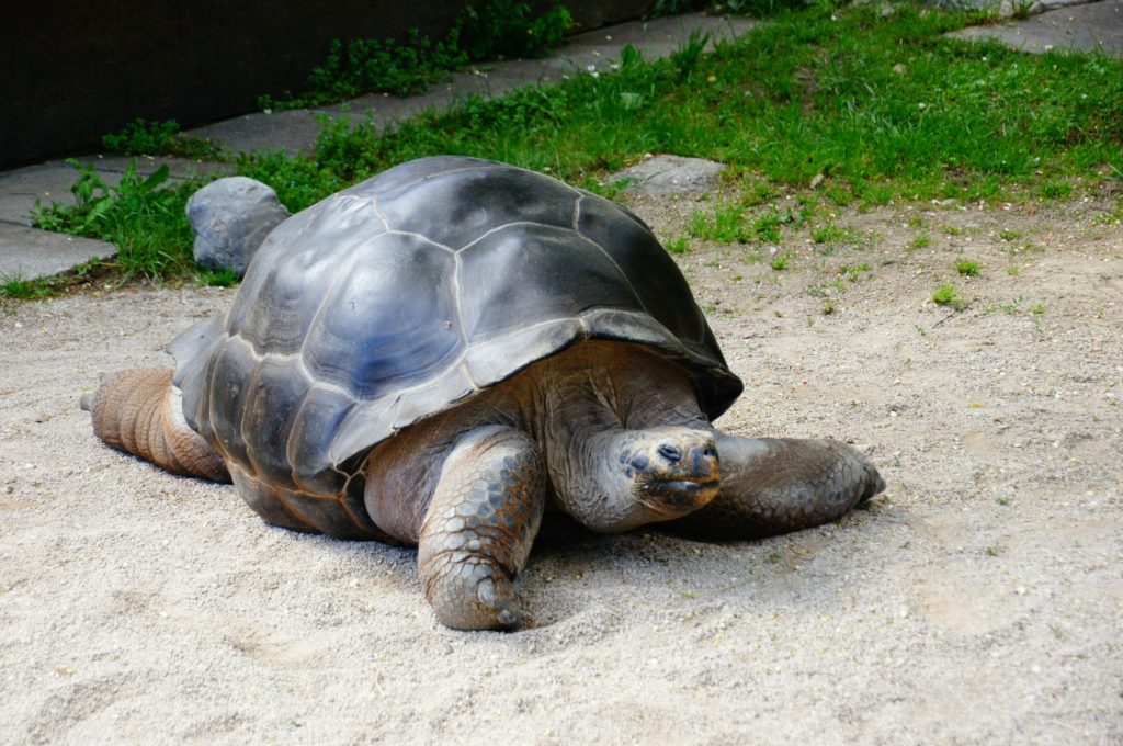 Symbolbild: Schildkröte