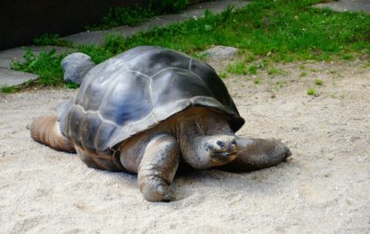 Symbolbild: Schildkröte