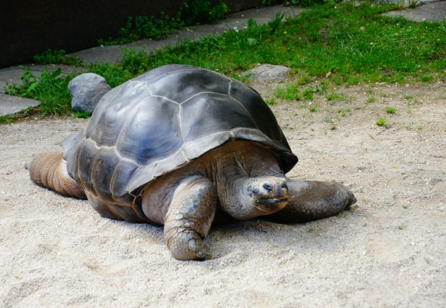 Tierische Aufregung bei der Polizei Vohenstrauß