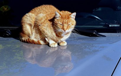 Schlafend auf Motorhaube