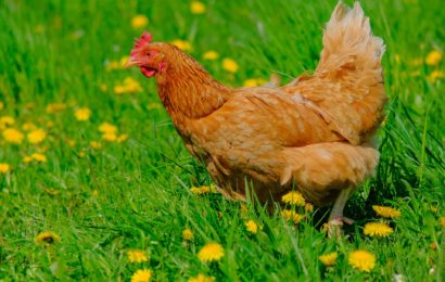 Herrenloses Huhn am Straßenrand in Omas Obhut übergeben