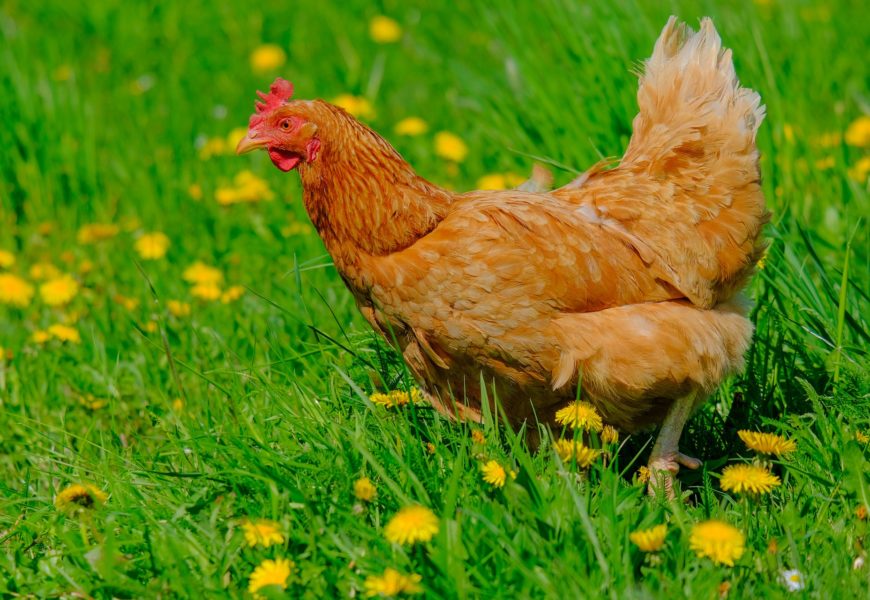 Herrenloses Huhn am Straßenrand in Omas Obhut übergeben