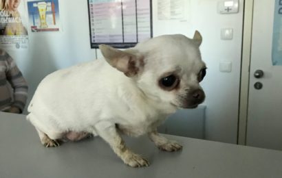Besitzer von kleinem Chihuahua gesucht