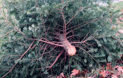 Wohin mit dem Weihnachtsbaum? – Christbäume am Amberger Dultplatz entsorgen