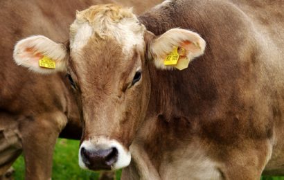Landwirtin wird von Kuh schwer verletzt