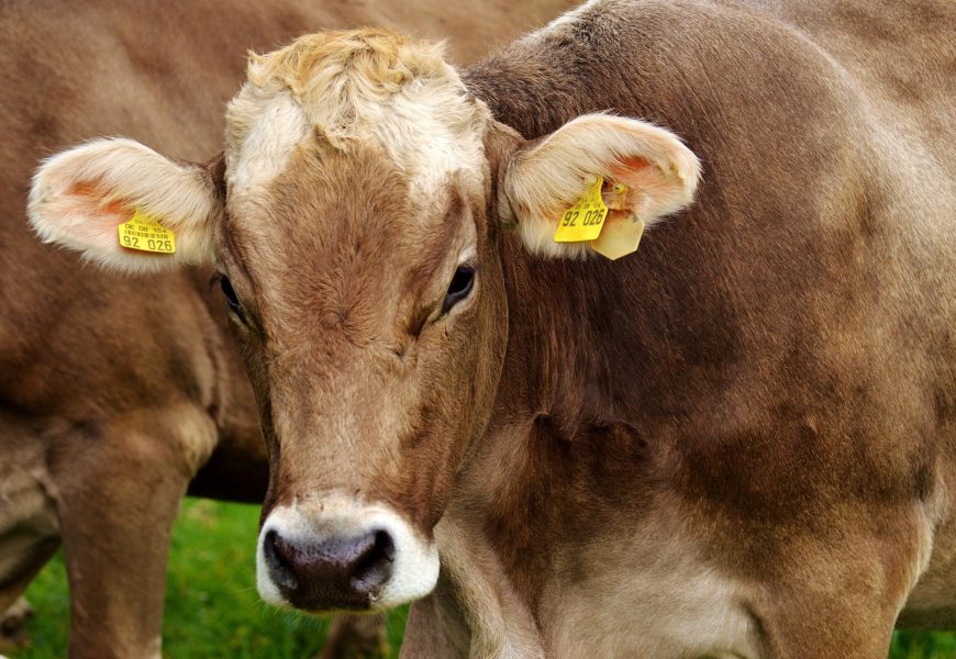 Landwirtin wird von Kuh schwer verletzt