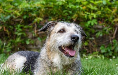 Verstoß gegen das Tierschutzgesetz