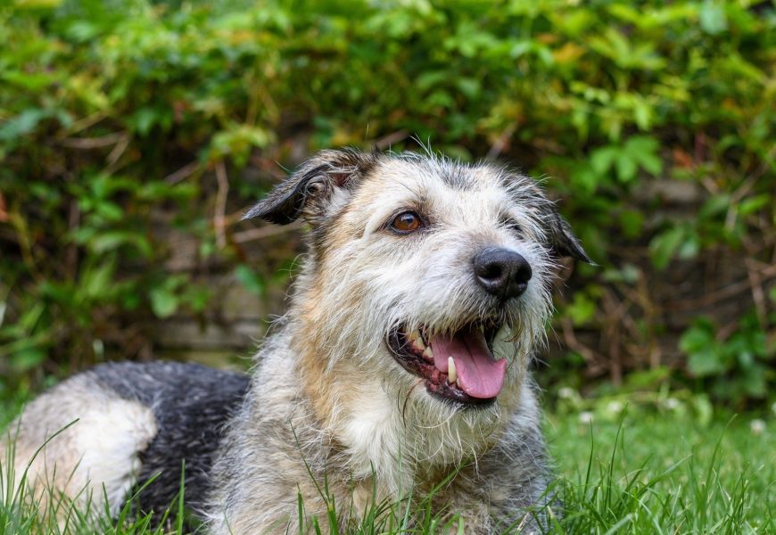 Hund beißt Nachbar