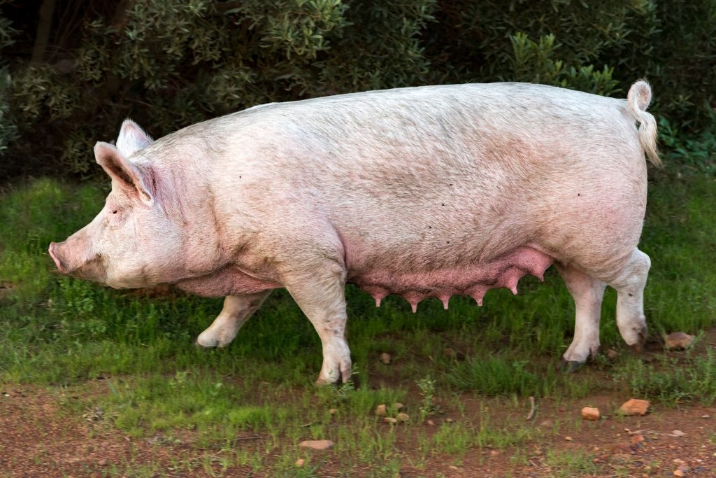 Symbolbild: Schwein