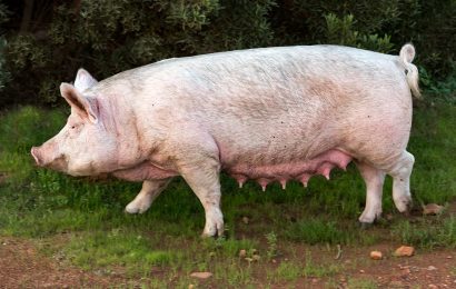Schwein bei Hahnbach aus Anhänger gefallen