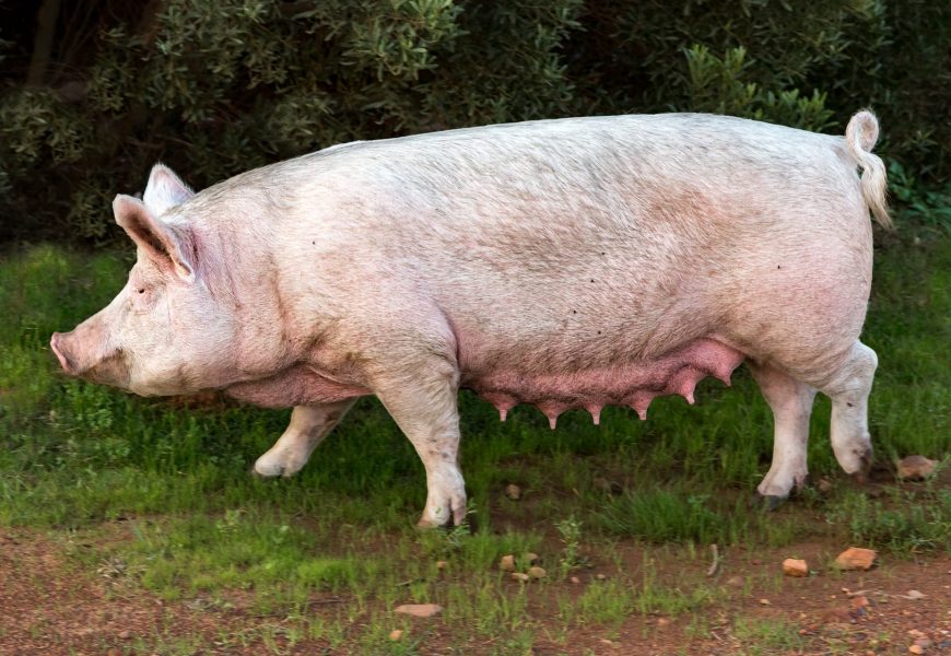 Flüchtiges Schwein eingefangen