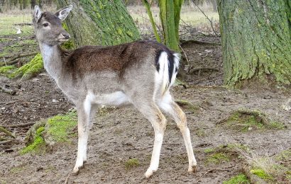 Damwild verendet nach Messerattacke durch Unbekannten