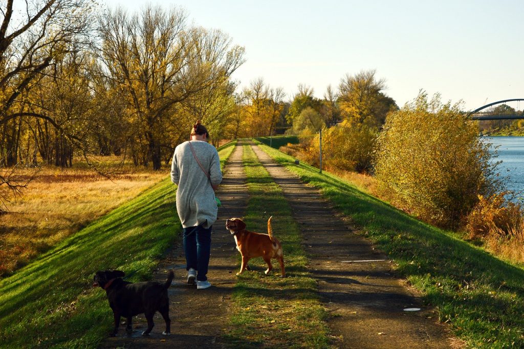 Symbolbild: Gassi mit Hund