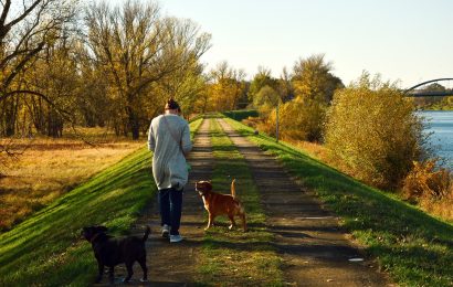 Giftköder für Hunde in Burglengenfeld ausgelegt?