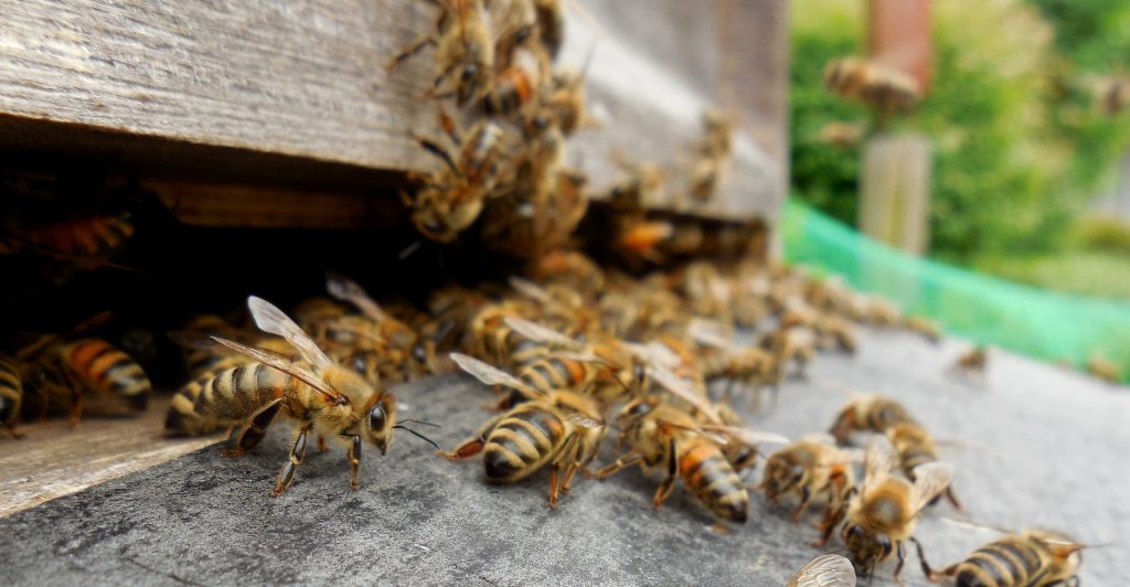 Symbolbild: Bienenvolk