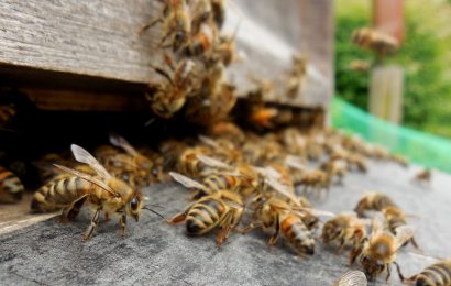 Zerstörter Bienenkasten in Neusorg