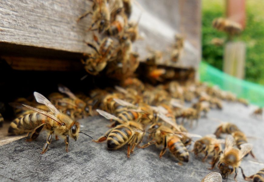 Bienenstöcke umgefahren