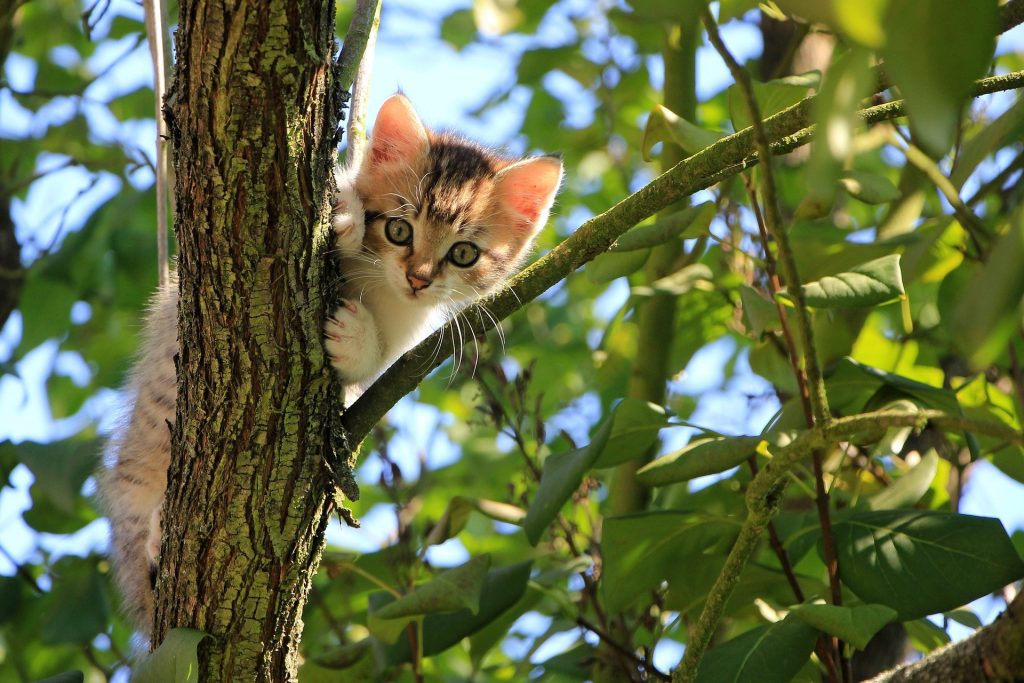 Symbolbild: Katze im Baum
