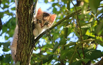 Katze von Baum gerettet