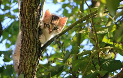 Symbolbild: Katze im Baum