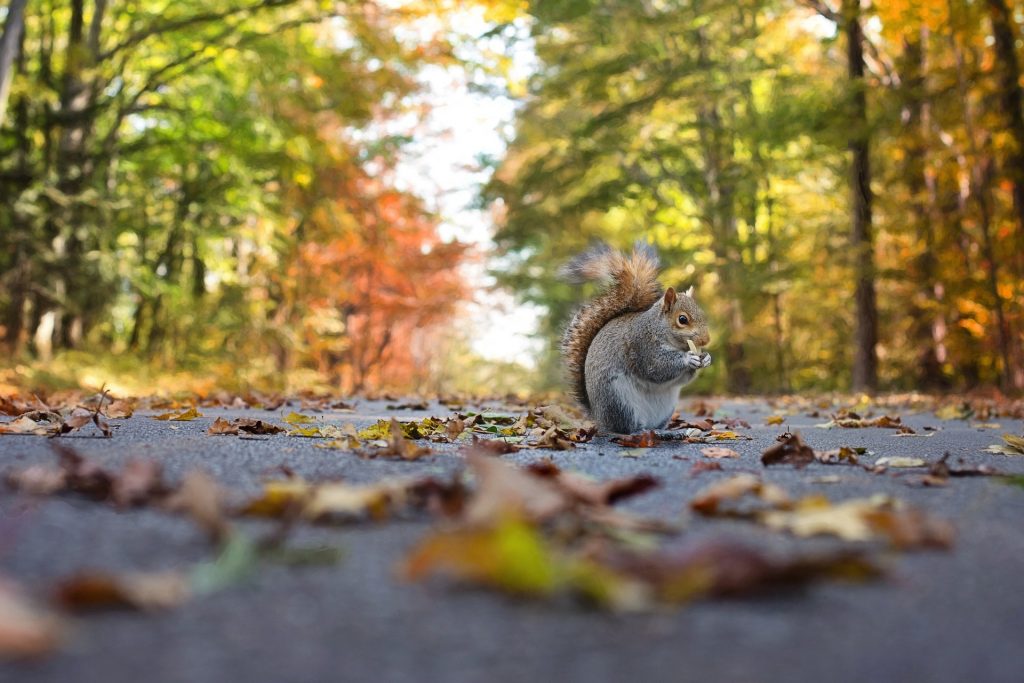 Symbolbild: Eichhörnchen