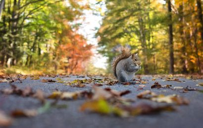 Wegen Eichhörnchen überschlagen