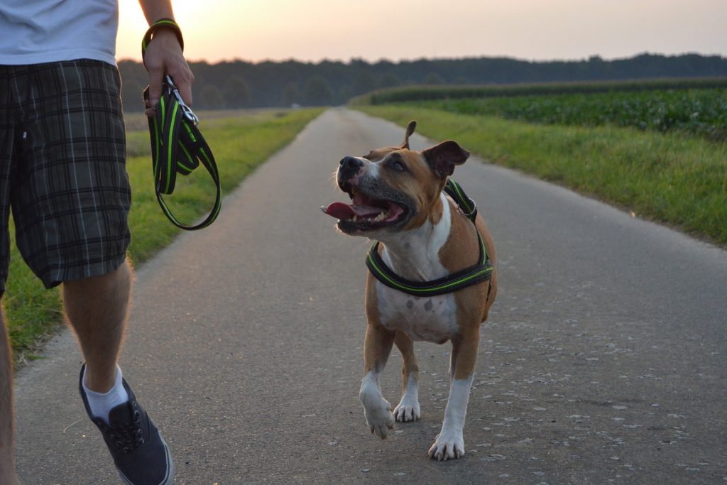 Symbolbild: Gassi Pitbull Hund Pixabay