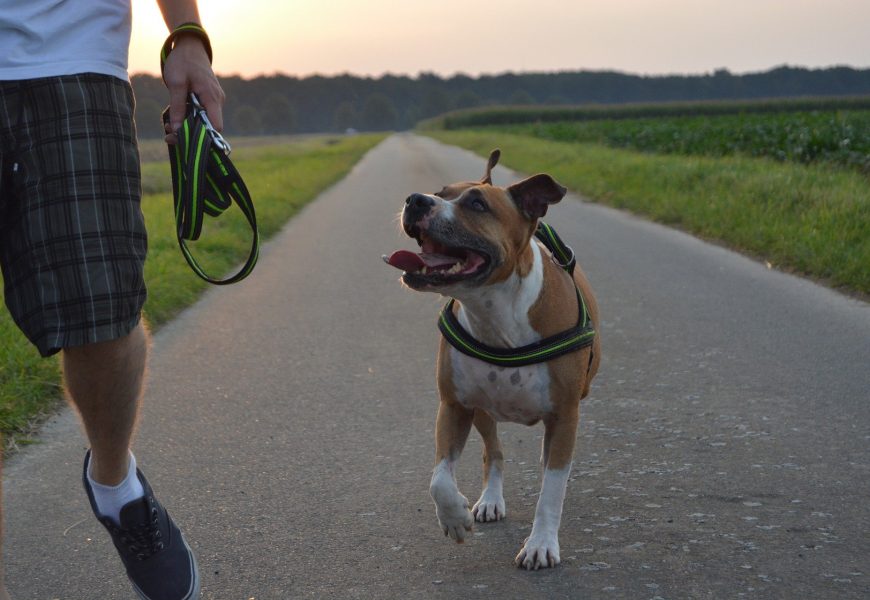 Vom Hund gebissen