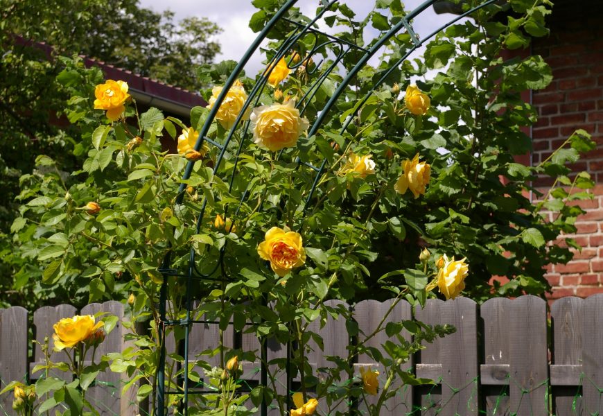 Rosenbogen angefahren