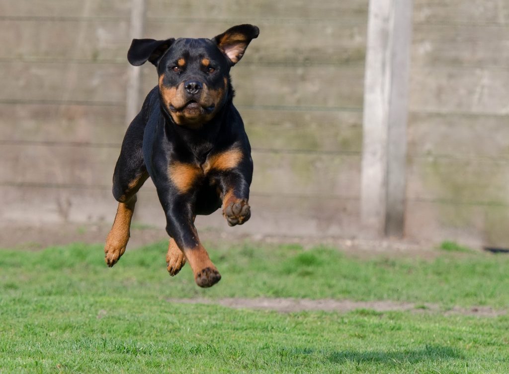 Symbolbild: Rottweiler