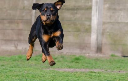 Beim Spazierengehen von Hund gebissen