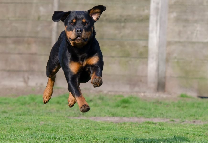 Beim Spazierengehen von Hund gebissen