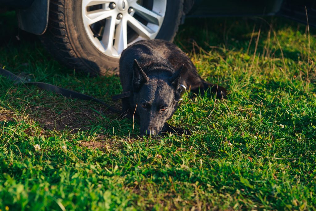 Symbolbild: Hund am Auto