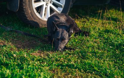 Symbolbild: Hund am Auto