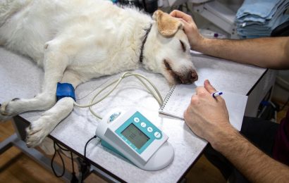 Hunde auf Rötzer Bauernhof vermutlich vergiftet