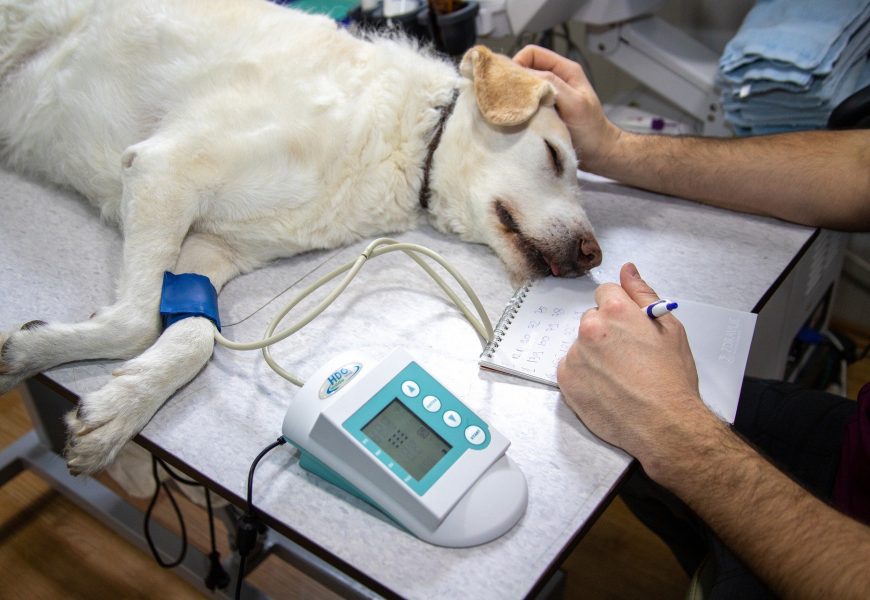 Hund fraß vermutlich Giftkörner