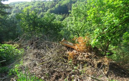 Unrat im Wald entsorgt