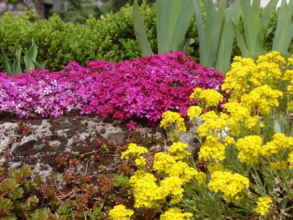 Auf der Trockenmauer gedeiht pinker Teppich-Phlox und gelbes Steinkraut.  Foto Trockenmauer: Michaela Basler