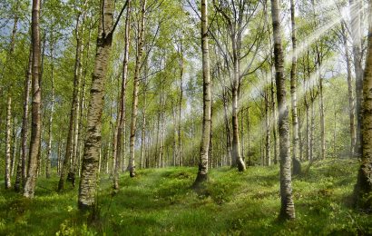 Holzdiebstahl bei Obermurach