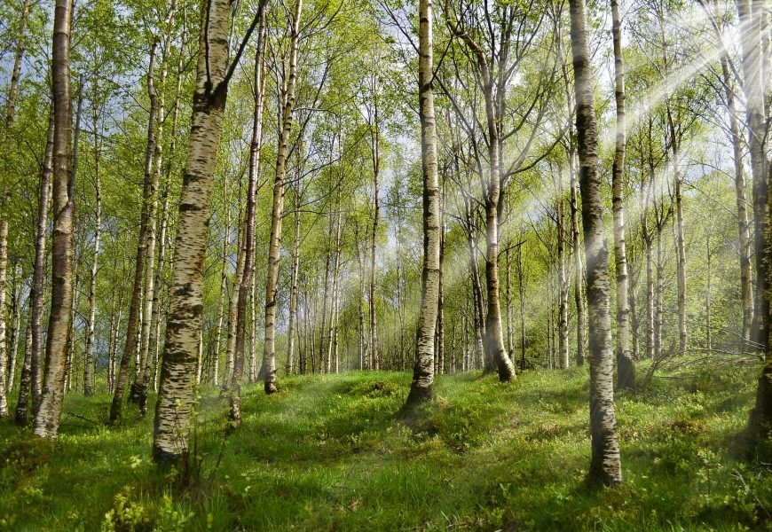 Birke Opfer von mutwilliger Sachbeschädigung