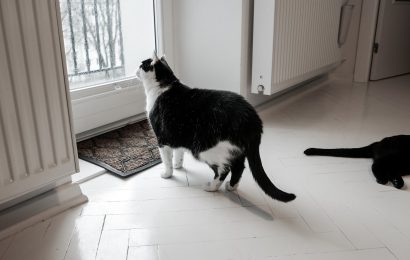 Symbolbild: Hauskatze