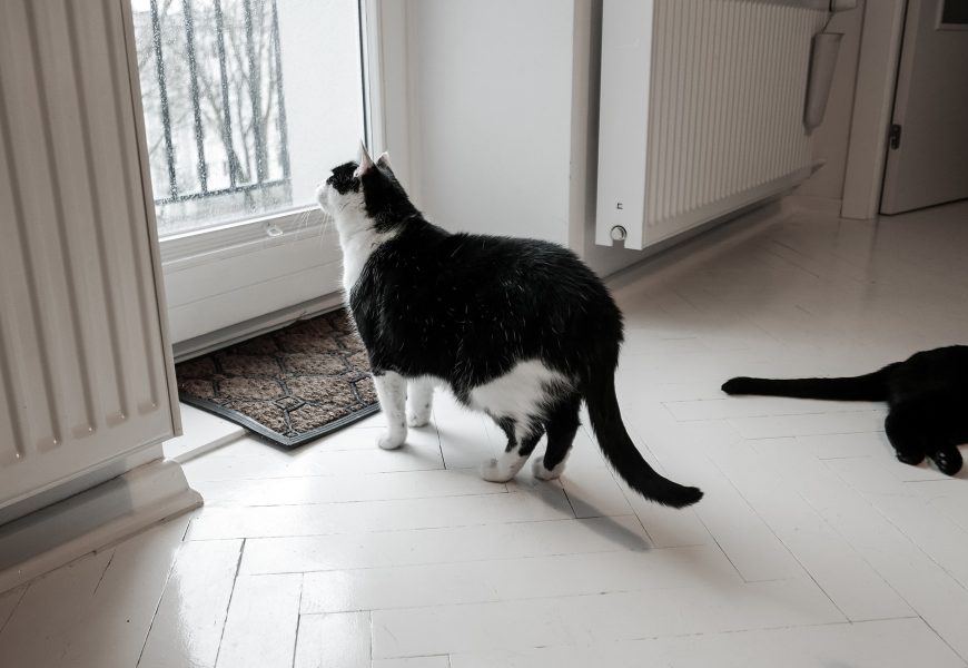 Verwahrloste Tiere in Schwandorfer Wohnung