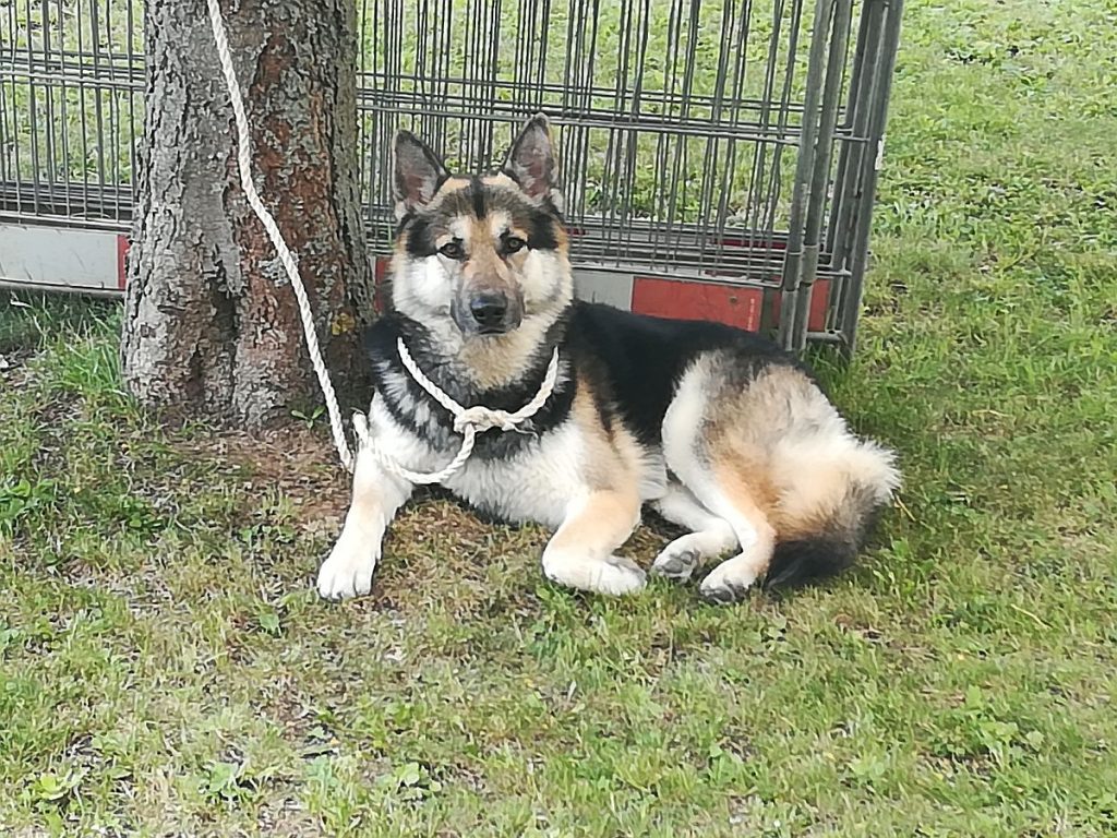 Der Schäferhundmischling wartete bei der Polizei brav auf sein Frauchen Foto: Polizei