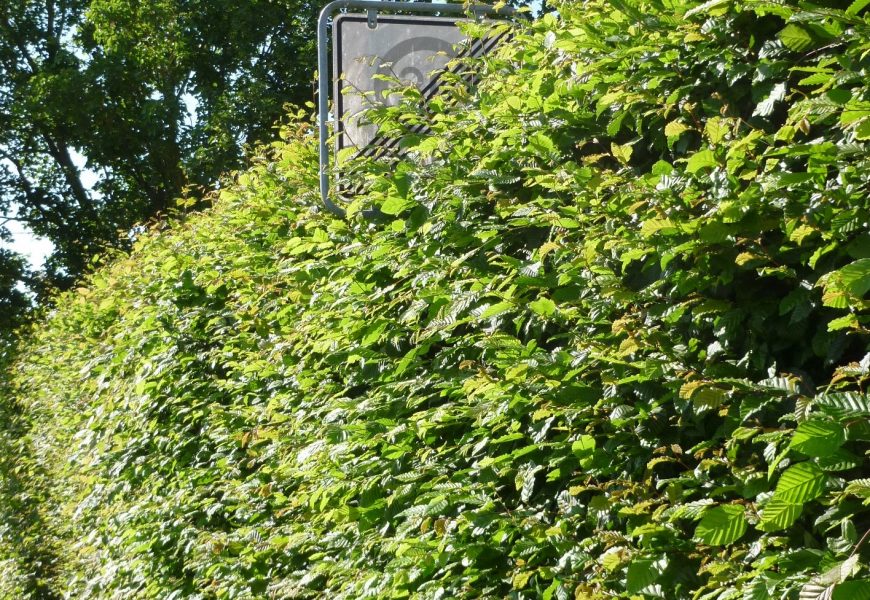 Freischneiden von öffentlichen Verkehrsflächen „Hecken, Sträucher und Bäume rechtszeitig zurückschneiden“