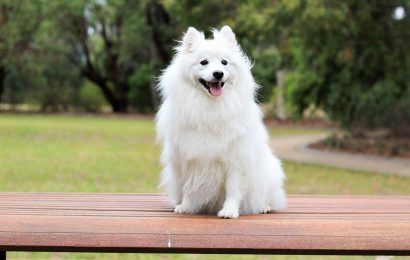 Prospektausträgerin von Hund gebissen