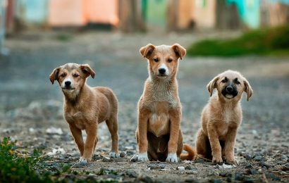 Hunde im Stadtgebiet Weiden