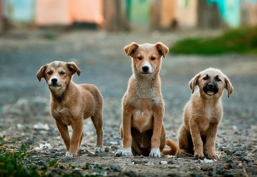 Nach tierischer Auseinandersetzung zum Humanmediziner