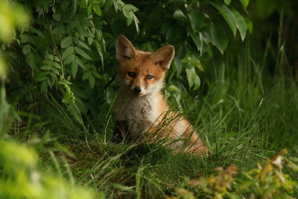 Symbolbild: Junger Fuchs