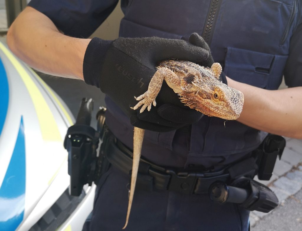 Wem gehört diese Bartagame oder kann Hinweise auf den Besitzer geben? Foto: Polizei