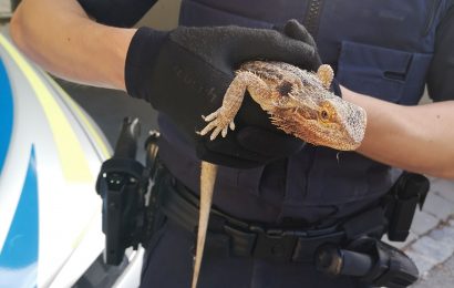 Mini-Drache in Regensburg aufgefunden – Besitzer gesucht